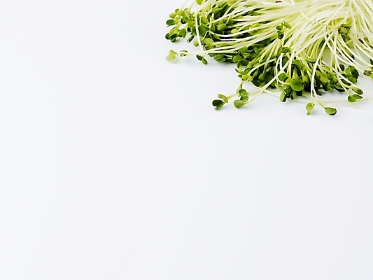 포토 JPG 스튜디오촬영 음식 채소 식재료 실내 사람없음 가로 초록색 농작물 신선 무순 국내포토 컬러 농업 내부 새싹채소 파일형식