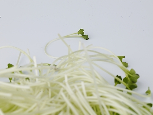 포토 JPG 스튜디오촬영 음식 채소 식재료 실내 근접촬영 사람없음 가로 초록색 농작물 신선 무순 국내포토 뷰포인트 컬러 농업 내부 새싹채소 파일형식