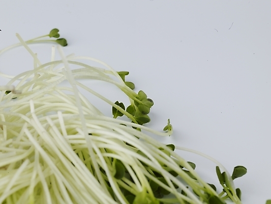 포토 JPG 스튜디오촬영 음식 채소 식재료 실내 사람없음 가로 초록색 농작물 신선 무순 국내포토 컬러 농업 내부 새싹채소 파일형식