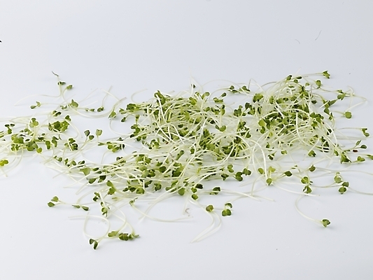 포토 JPG 스튜디오촬영 음식 채소 식재료 실내 사람없음 가로 초록색 농작물 신선 무순 국내포토 컬러 농업 내부 새싹채소 파일형식