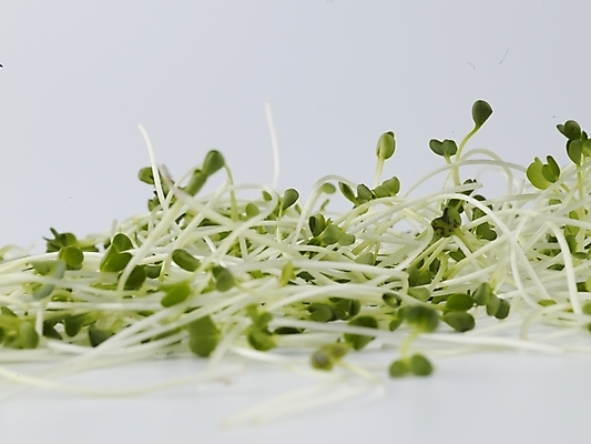 포토 JPG 스튜디오촬영 음식 채소 식재료 실내 사람없음 가로 초록색 농작물 신선 무순 국내포토 컬러 농업 내부 새싹채소 파일형식