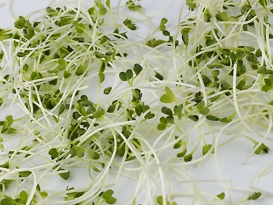 포토 JPG 스튜디오촬영 음식 채소 식재료 실내 근접촬영 사람없음 가로 초록색 농작물 신선 무순 국내포토 뷰포인트 컬러 농업 내부 새싹채소 파일형식