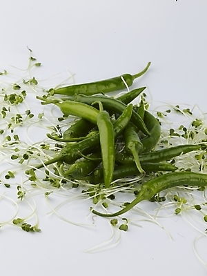 포토 JPG 스튜디오촬영 음식 채소 식재료 고추 실내 근접촬영 사람없음 세로 농작물 신선 무순 풋고추 제철 제철음식 국내포토 뷰포인트 농업 내부 새싹채소 파일형식