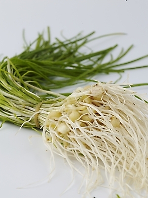 포토 JPG 스튜디오촬영 음식 채소 식재료 실내 사람없음 세로 농작물 신선 달래 제철 제철음식 국내포토 농업 파일형식