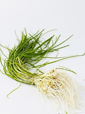 포토 JPG 스튜디오촬영 음식 채소 식재료 실내 사람없음 세로 농작물 신선 달래 제철 제철음식 국내포토 농업 내부 파일형식