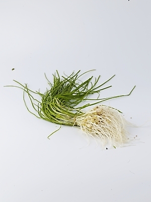 포토 JPG 스튜디오촬영 음식 채소 식재료 실내 누끼 사람없음 세로 농작물 신선 달래 제철 제철음식 국내포토 농업 내부 파일형식