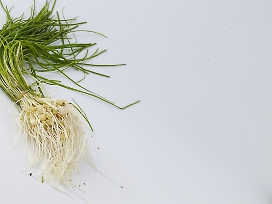 포토 JPG 스튜디오촬영 음식 채소 식재료 실내 사람없음 가로 농작물 신선 달래 제철 제철음식 국내포토 농업 내부 파일형식