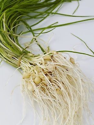 포토 JPG 스튜디오촬영 음식 채소 식재료 실내 사람없음 세로 농작물 신선 달래 제철 제철음식 국내포토 농업 내부 파일형식