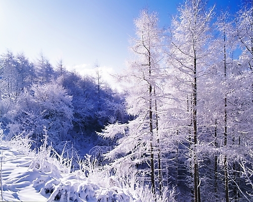 포토 JPG 주간 나무 식물 사계절 계절 설경 겨울 자연 하늘 산 눈꽃 여러그루 풍경 사람없음 야외 눈 숲 국내포토 자연요소 다수 날씨 눈_날씨 생태계 파일형식