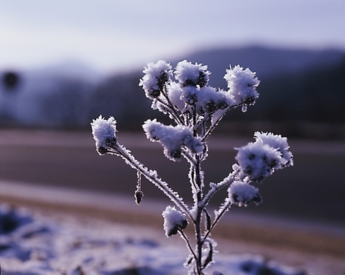 포토 JPG 주간 식물 사계절 계절 꽃 설경 겨울 자연 눈꽃 풍경 사람없음 야외 눈 꽃봉오리 국내포토 자연요소 날씨 눈_날씨 생태계 파일형식