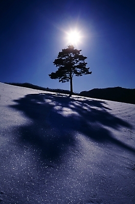 포토 JPG 주간 나무 식물 사계절 계절 설경 겨울 자연 하늘 산 한그루 그림자 풍경 사람없음 야외 빛 태양 설원 눈 국내포토 자연요소 1 날씨 눈_날씨 생태계 파일형식