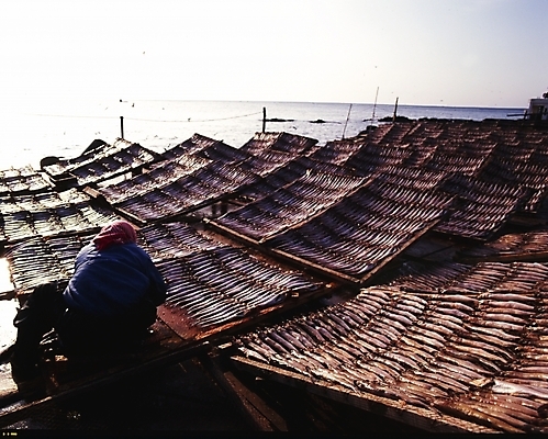 포토 JPG 주간 여자 바다 중년 겨울 자연 건조 어류 한명 사람 풍경 성인 야외 명태 어촌 황태 여자만 여자한명만 성인여자만 성인한명만 성인여자한명만 중년만 중년여자만 중년여자한명만 성인만 국내포토 자연요소 1 계절 수중동물 시골 생태_생선 생태계 파일형식