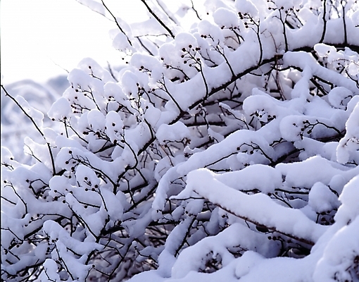 포토 JPG 주간 자연요소 나무 식물 사계절 계절 줄기 설경 겨울 자연 산 눈꽃 풍경 사람없음 야외 나뭇가지 눈 숲 국내포토 날씨 눈_날씨 생태계 파일형식