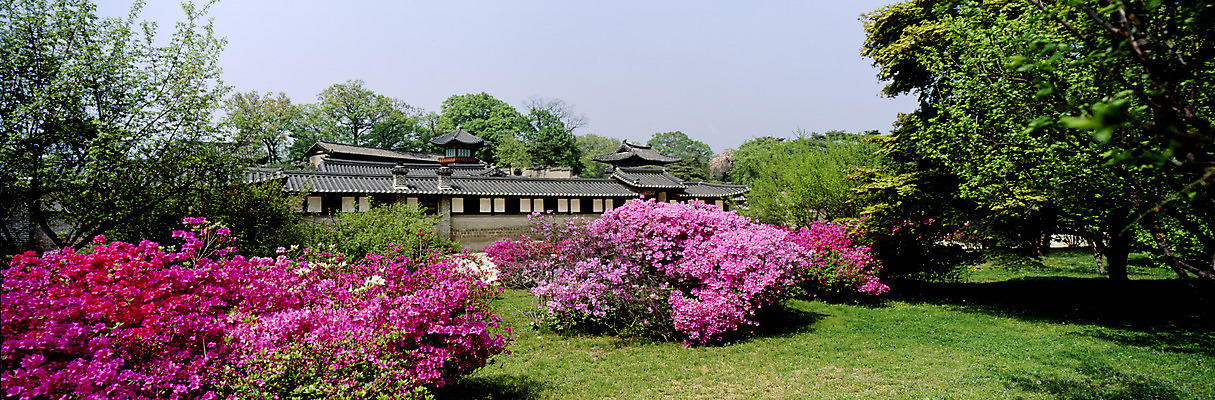 포토 JPG 주간 나무 식물 한국문화 한국전통 전통 시설물 건축 꽃 고건축 한국건축 파노라마 풍경 사람없음 야외 동양건축 봄 궁전 문화재 창덕궁 국내포토 자연요소 동양문화 건축물 계절 한국 촬영기법 파일형식 동양