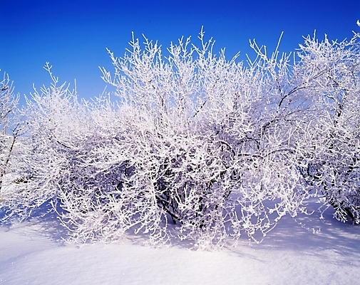 포토 JPG 주간 나무 식물 사계절 계절 설경 겨울 자연 눈꽃 여러그루 풍경 사람없음 야외 눈 국내포토 자연요소 다수 날씨 눈_날씨 생태계 파일형식