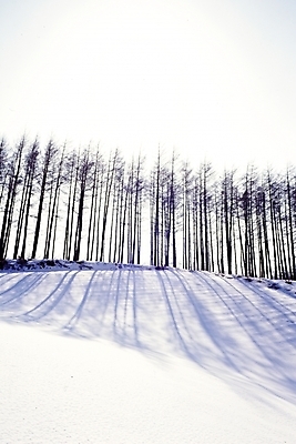 포토 JPG 주간 나무 식물 사계절 계절 설경 겨울 자연 여러그루 그림자 풍경 사람없음 야외 빛 눈 숲 국내포토 자연요소 다수 날씨 생태계 파일형식