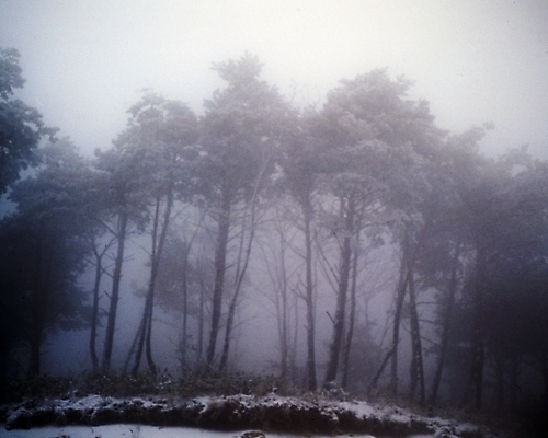 포토 JPG 주간 나무 식물 사계절 계절 설경 겨울 자연 여러그루 풍경 사람없음 야외 안개 눈 소나무 숲 국내포토 자연요소 다수 날씨 생태계 파일형식