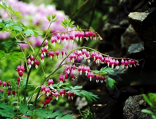 포토 JPG 주간 식물 꽃 줄기 분홍색 잎 봄꽃 자연 사람없음 야외 봄 돌_바위 바위 금낭화 국내포토 자연요소 계절 컬러 생태계 파일형식