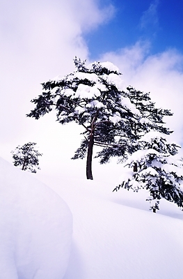 포토 JPG 주간 나무 식물 구름 사계절 계절 설경 겨울 자연 하늘 여러그루 풍경 사람없음 야외 설원 눈 소나무 국내포토 자연요소 다수 날씨 눈_날씨 생태계 파일형식