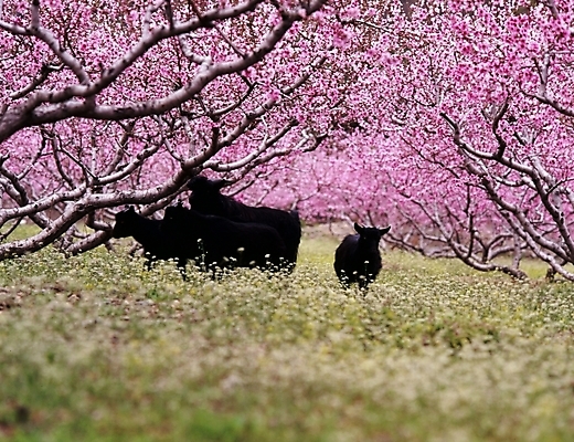 포토 JPG 주간 나무 식물 동물 꽃 꽃밭 여러마리 봄꽃 포유류 자연 사람없음 야외 봄 매화 매화나무 흑염소 국내포토 자연요소 계절 다수 염소 생태계 파일형식