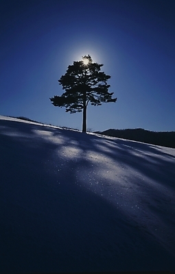 포토 JPG 주간 나무 식물 사계절 계절 설경 겨울 자연 하늘 한그루 그림자 풍경 사람없음 야외 빛 태양 설원 눈 소나무 국내포토 자연요소 1 날씨 눈_날씨 생태계 파일형식