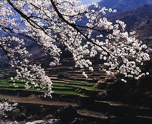포토 JPG 주간 나무 식물 꽃 봄꽃 자연 산 논 풍경 사람없음 야외 봄 벚꽃 나뭇가지 농촌 시골 벚나무 계단식논 국내포토 자연요소 계절 농업 생태계 파일형식