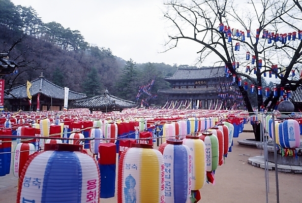 포토 JPG 주간 나무 식물 한국문화 한국전통 시설물 건축 종교 고건축 불교 한국건축 풍경 사람없음 야외 건물 동양건축 문화재 불교용품 연등 법주사 국내포토 자연요소 동양문화 전통 건축물 종교용품 한국 등불 사찰 보은 파일형식 동양