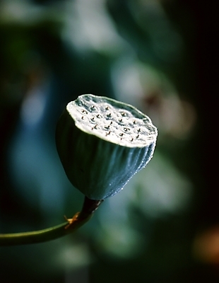 포토 JPG 주간 식물 열매 줄기 여름꽃 자연 연꽃 사람없음 야외 연밥 국내포토 자연요소 꽃 생태계 파일형식 여름_계절