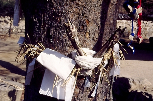 포토 JPG 주간 나무 식물 종교용품 사람없음 야외 무속 무속신앙용품 서낭단 국내포토 자연요소 종교 파일형식