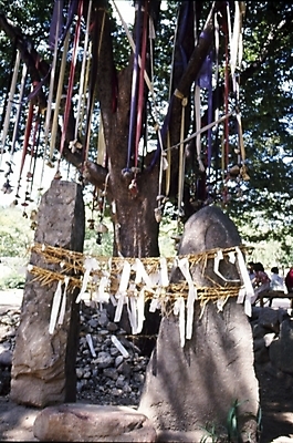 포토 JPG 주간 나무 식물 한국문화 한국전통 전통 종교용품 한국 사람없음 야외 무속 무속신앙용품 금줄 서낭단 국내포토 자연요소 동양문화 아시아 종교 줄 파일형식