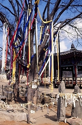 포토 JPG 주간 나무 식물 구름 한국문화 한국전통 전통 건축물 건축 종교용품 하늘 한국 사람없음 야외 건물 정자 무속 무속신앙용품 금줄 서낭단 국내포토 자연요소 동양문화 아시아 종교 줄 파일형식