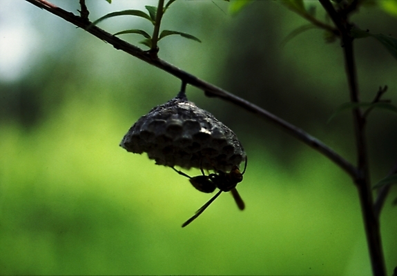 포토 JPG 나무 식물 동물 곤충 절지류 사람없음 나뭇가지 말벌 벌 벌집 국내포토 벌_곤충 파일형식