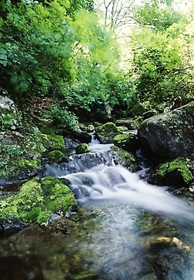포토 JPG 주간 잎 나뭇잎 산 풍경 사람없음 야외 물 계곡 국내포토 자연요소 식물 파일형식