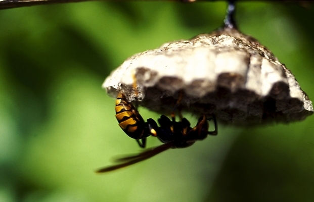 포토 JPG 동물 곤충 절지류 사람없음 말벌 벌 벌집 국내포토 벌_곤충 파일형식
