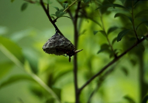 포토 JPG 나무 식물 동물 곤충 절지류 사람없음 나뭇가지 말벌 벌 벌집 국내포토 벌_곤충 파일형식