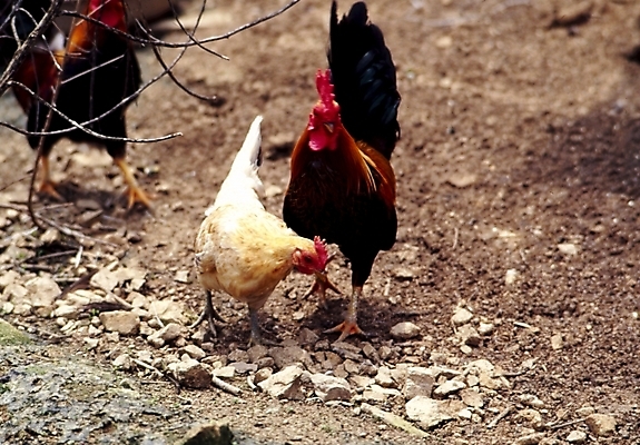 포토 JPG 주간 동물 척추동물 조류 세마리 사람없음 야외 시골 닭 수탉 암탉 국내포토 자연요소 3 암컷 수컷 파일형식