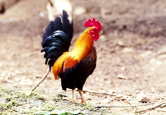 포토 JPG 주간 동물 척추동물 조류 사람없음 야외 시골 닭 수탉 국내포토 자연요소 수컷 파일형식