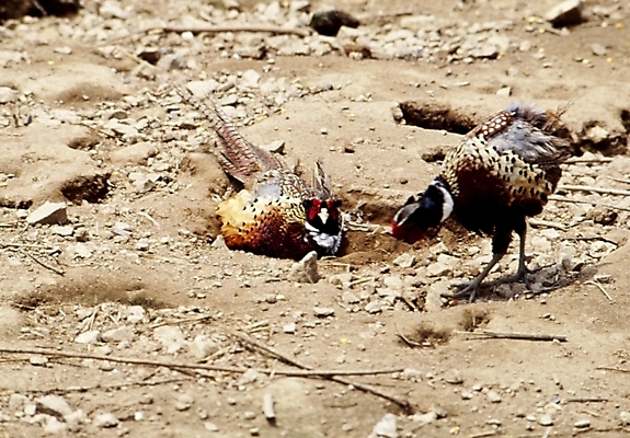 포토 JPG 주간 동물 척추동물 두마리 조류 사람없음 야외 꿩 국내포토 자연요소 2 파일형식
