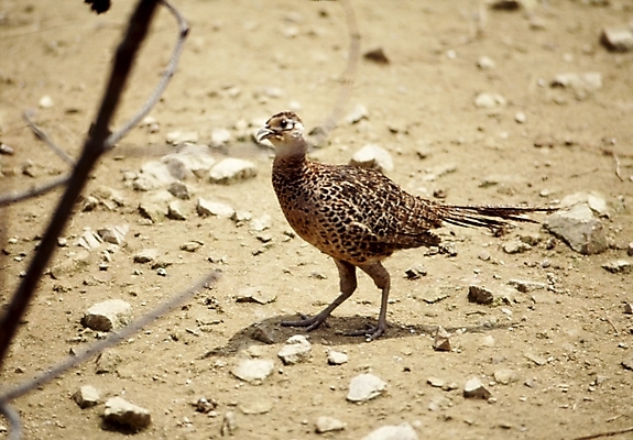 포토 JPG 주간 동물 척추동물 한마리 조류 사람없음 야외 꿩 국내포토 자연요소 1 파일형식