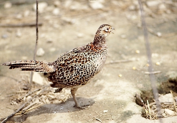 포토 JPG 주간 동물 척추동물 한마리 조류 사람없음 야외 꿩 국내포토 자연요소 1 파일형식