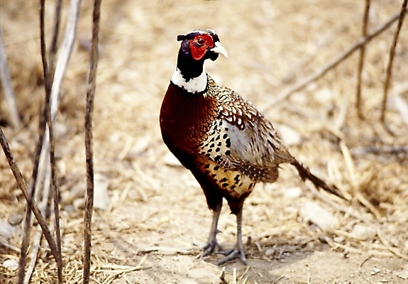 포토 JPG 주간 동물 척추동물 한마리 조류 사람없음 야외 꿩 국내포토 자연요소 1 파일형식