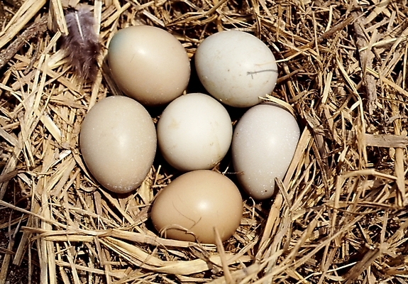 포토 JPG 동물 척추동물 조류 사람없음 둥지 꿩 꿩알 국내포토 알 파일형식