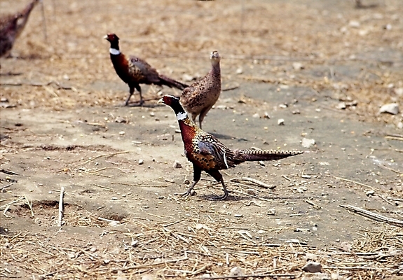 포토 JPG 주간 동물 척추동물 조류 세마리 사람없음 야외 꿩 국내포토 자연요소 3 파일형식