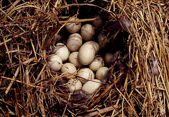 포토 JPG 동물 척추동물 조류 사람없음 둥지 오리알 국내포토 알 파일형식