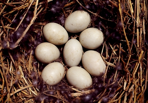 포토 JPG 동물 척추동물 조류 사람없음 둥지 오리알 국내포토 알 파일형식