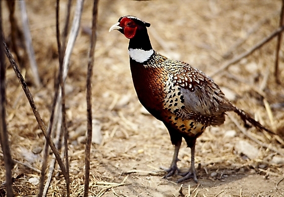 포토 JPG 주간 동물 척추동물 한마리 조류 사람없음 야외 꿩 국내포토 자연요소 1 파일형식