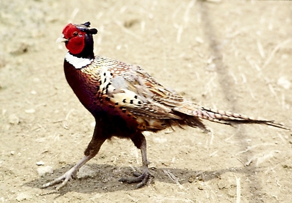 포토 JPG 주간 동물 척추동물 한마리 조류 사람없음 야외 꿩 국내포토 자연요소 1 파일형식