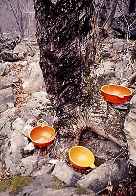 포토 JPG 주간 나무 식물 산 풍경 사람없음 야외 돌_바위 바위 산속 바가지 수액채취 국내포토 자연요소 파일형식