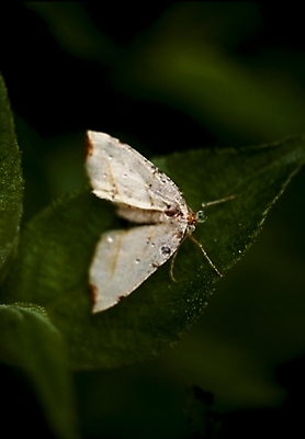 포토 JPG 동물 곤충 절지류 사람없음 나방 국내포토 파일형식