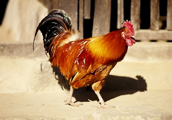 포토 JPG 주간 동물 척추동물 조류 사람없음 야외 닭 수탉 국내포토 자연요소 수컷 파일형식